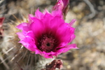 photo thumbnail #1