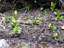 photo thumbnail #12