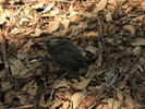 photo thumbnail #14