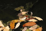 photo thumbnail #10
