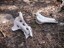 photo thumbnail #8