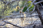 photo thumbnail #14