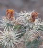 photo thumbnail #4