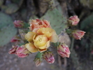 photo thumbnail #6