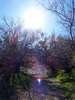 photo thumbnail #13