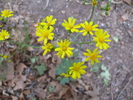 photo thumbnail #4