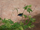 photo thumbnail #9