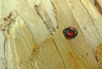 photo thumbnail #13