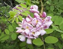 photo thumbnail #13