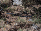 photo thumbnail #12