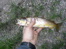 photo thumbnail #2