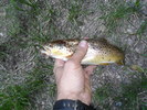 photo thumbnail #3