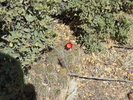 photo thumbnail #2