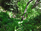 photo thumbnail #12