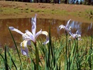 photo thumbnail #14