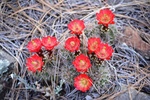 photo thumbnail #11