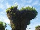 photo thumbnail #8