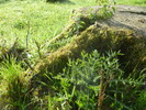 photo thumbnail #13