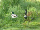 photo thumbnail #12