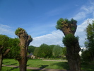 photo thumbnail #7