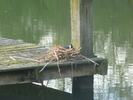 photo thumbnail #11