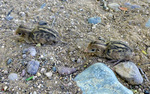 photo thumbnail #2
