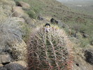 photo thumbnail #6