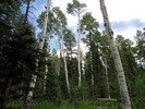 photo thumbnail #7