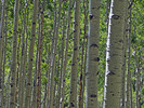 photo thumbnail #12