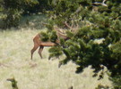 photo thumbnail #6