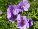 photo thumbnail #15