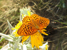 photo thumbnail #1
