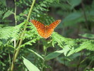 photo thumbnail #11