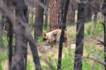 photo thumbnail #12