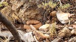 photo thumbnail #15