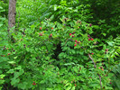 photo thumbnail #9