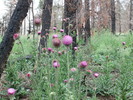 photo thumbnail #8