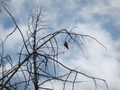 photo thumbnail #14