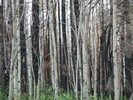 photo thumbnail #15