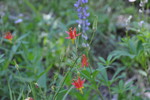 photo thumbnail #1