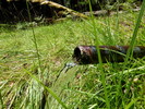 photo thumbnail #11
