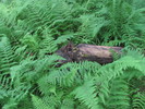 photo thumbnail #4