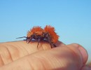 photo thumbnail #11