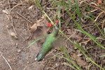 photo thumbnail #1