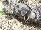 photo thumbnail #3