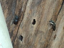 photo thumbnail #2