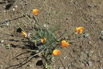 photo thumbnail #13
