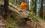 photo thumbnail #5