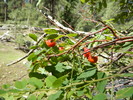 photo thumbnail #10