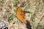 photo thumbnail #2